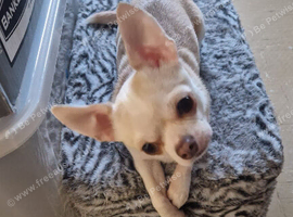 3 year old female chihuahua