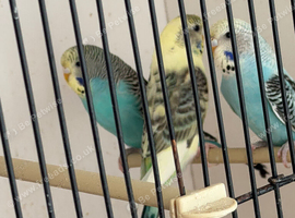 Beautiful baby budgies