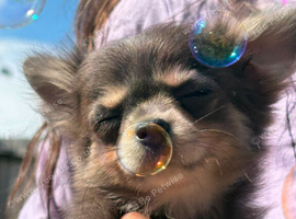 Beautiful unique chihuahua girl pup