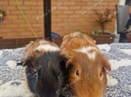 Roan boar guinea pig pair ♡