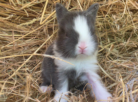 Baby Lionhead Doe for reserving