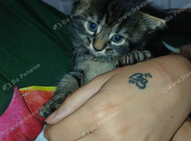 4 kittens