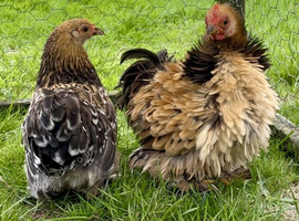Pekin bantam pairs