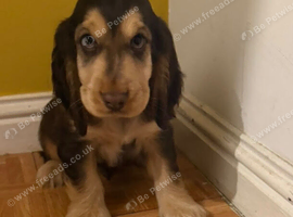 Boy Show type cocker spaniel
