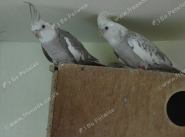 BLACK CHEEK PAIR OF ZEBRA FINCH AND STRAWBERY FINCH PR GREEN BUDGIES