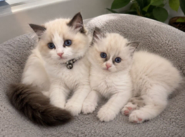 Ragdoll bicolours brother and sister
