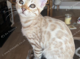 Stunning Snow Bengal Girl - Last One Remaining - Ready Now!