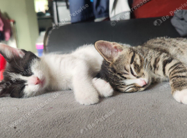 Beautiful kittens