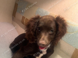 Cocker spaniel x sprocker