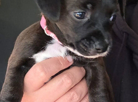 Jack Russell mixed breed pups