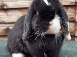 Mini lops&hellip;