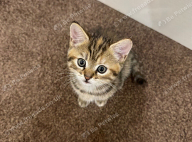 Kitten