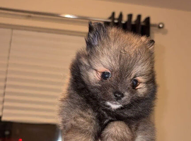 Miniture Pomeranian
