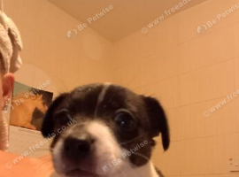 Working jack Russell