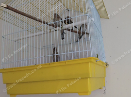 2x 2026 goldfinch cocks