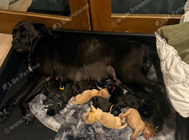 Labrador Boxerdore pups