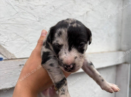 Lurcher pups for sale