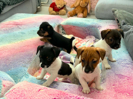 Stunning jacks ready for forever homes