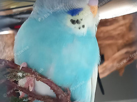 baby budgies 10/12 weeks old
