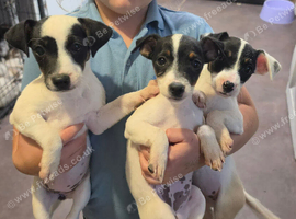 jack rustle puppies