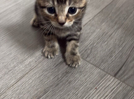 2 beautiful tabby&rsquo;s ready now