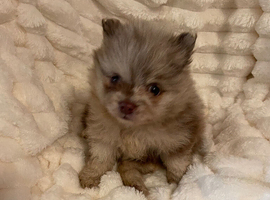 Pomeranian Puppies