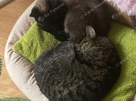 Bonded pair of female cats