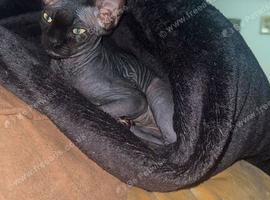 Male kitten for sale