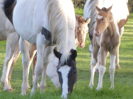 American Paint Mare 2 in 1 Package!