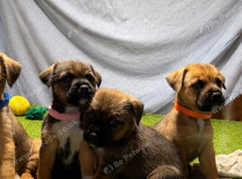 Border Lakeland Puppies
