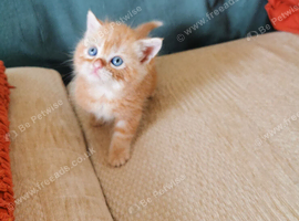 Pedigree Persian exotic x domestic short haired kittens