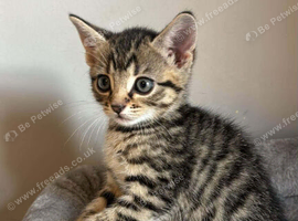 Tabby