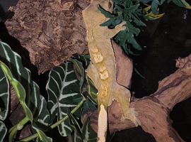 2 crested geckos