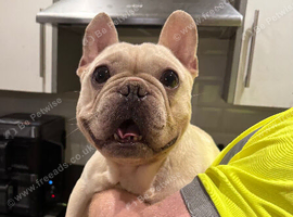 male frenchie cream