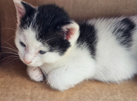 Energetic and playful kittens looking for homes