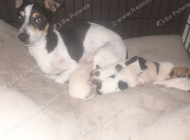 Jack Russell puppies girls and boys