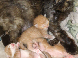 Ginger kittens