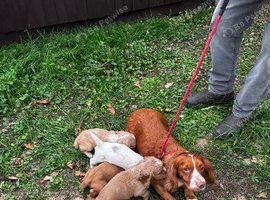 Beautiful cocker spaniel puppies