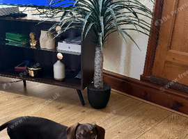 4 month old miniature dachshund