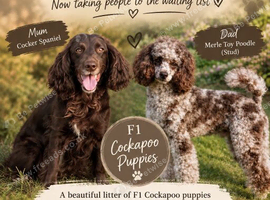 Cockapoo puppies due November