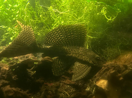 Gibicep pleco