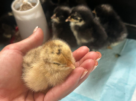 9 day old pekin chicks