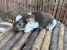 2 Pure French Lop Does Left