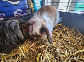 Lionlop and guineapig