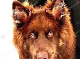 German Shepherd at stud. KC reg
