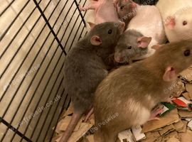 Rats for sale hull