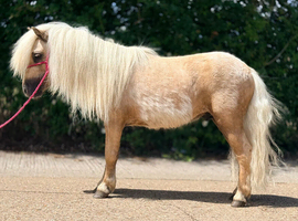 Miniature Barbie pony.