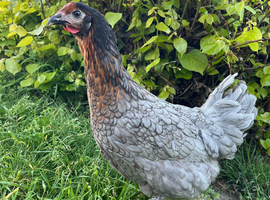 5x POL Hybrid Hens for sale!!