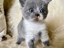 British Shorthair male Kitten