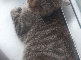 My cute Bengal cat for sale